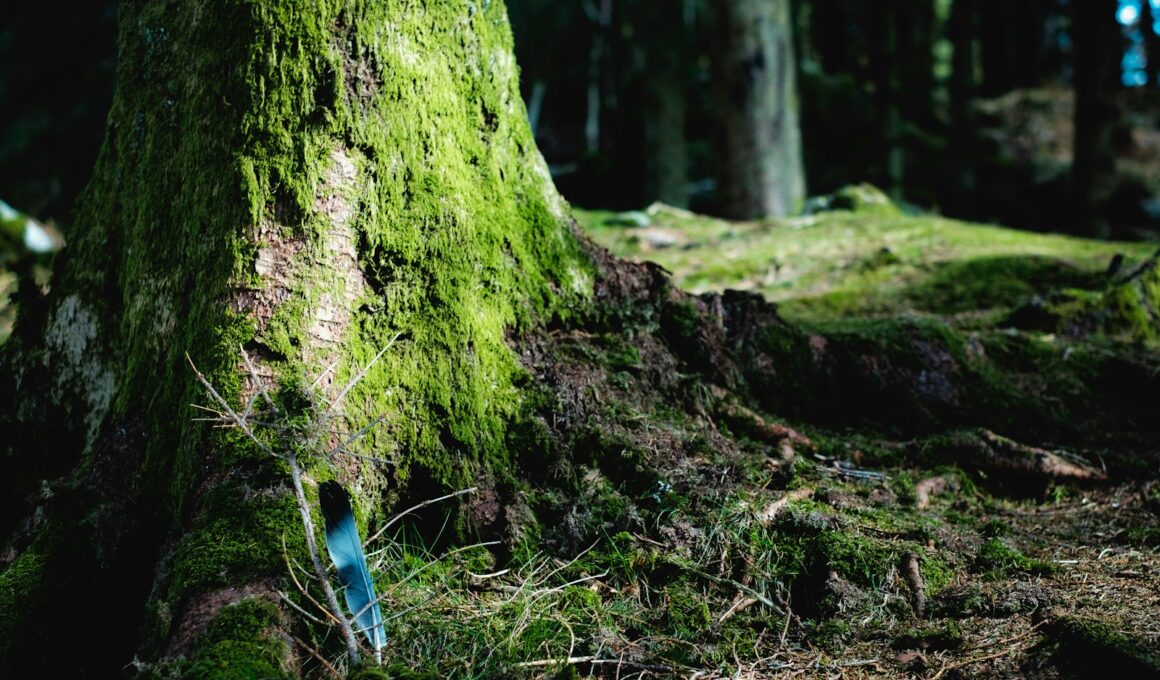 green algae covered tree