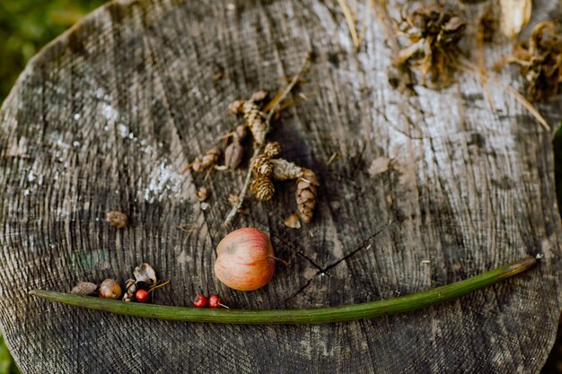 Które robaki jedzą drewno i jak je rozpoznać?