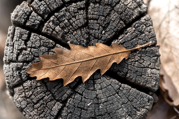 Buk czy dąb lepiej sprawdza się do palenia w kominku?
