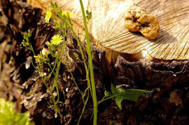 Które rodzaje biomasy znajdują największe zastosowanie w energetyce?