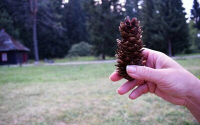 Ile kosztuje sosna w zależności od gatunku i przeznaczenia?