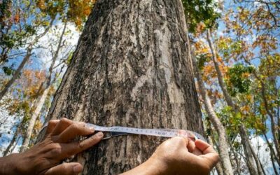 Jak obliczyć metr bieżący drzewa przed zakupem materiału?