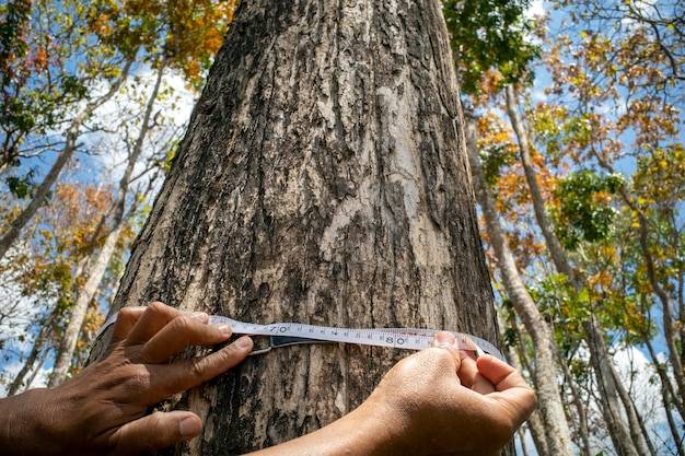 Jak obliczyć metr bieżący drzewa przed zakupem materiału?